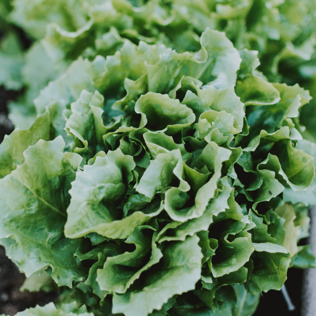 Lettuce