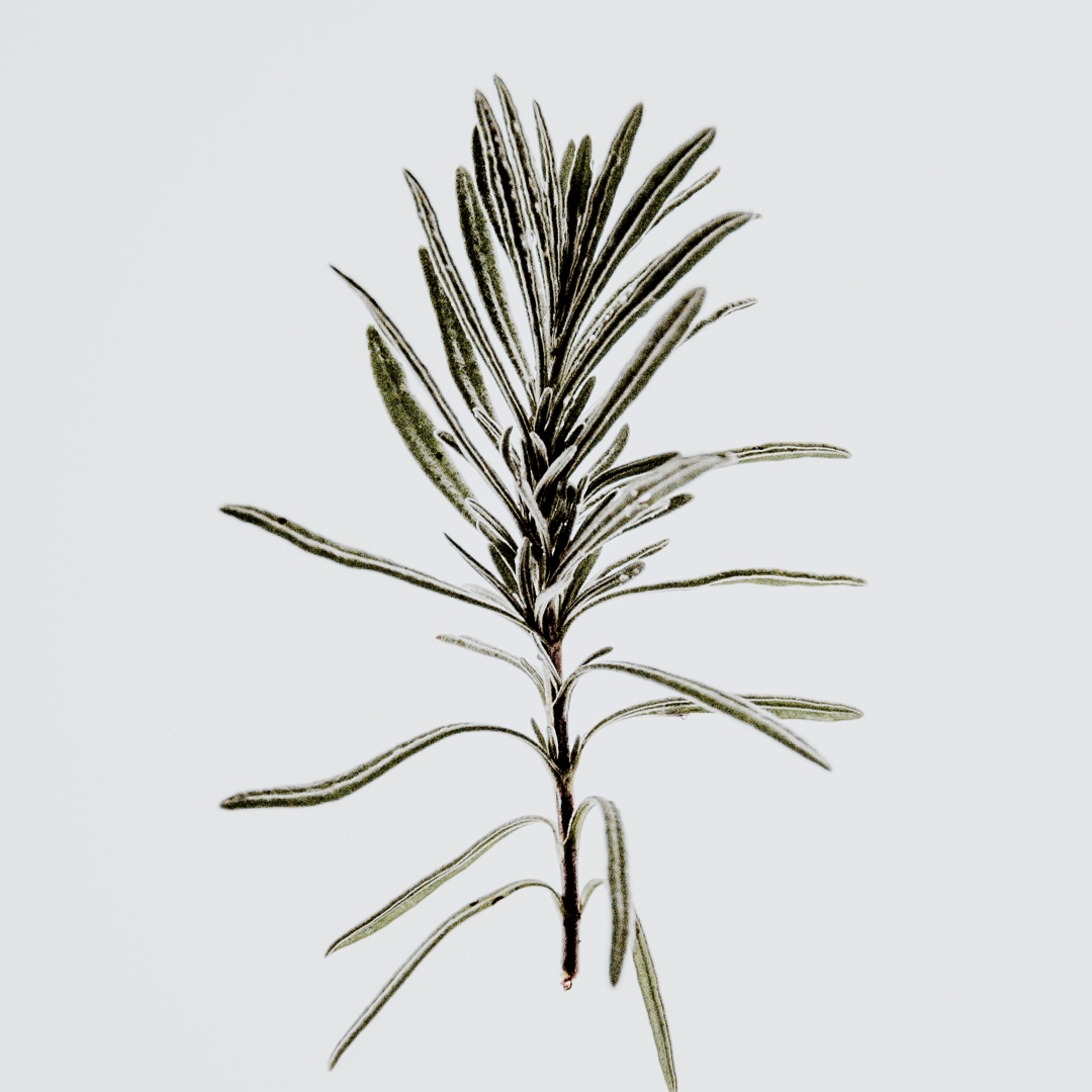Rosemary Pack