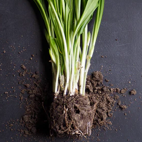 Spring Onion - Bunch