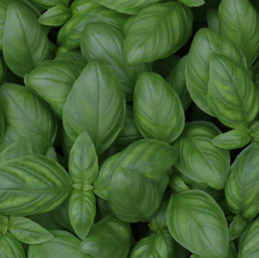 Basil Pack