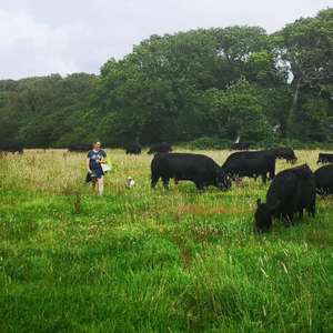 Gower Meadow Beef