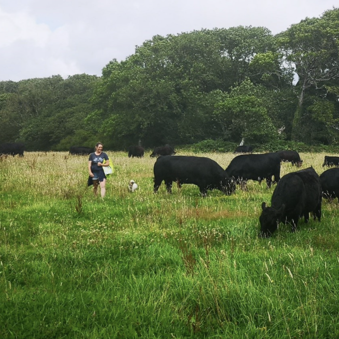 Gower Meadow Beef