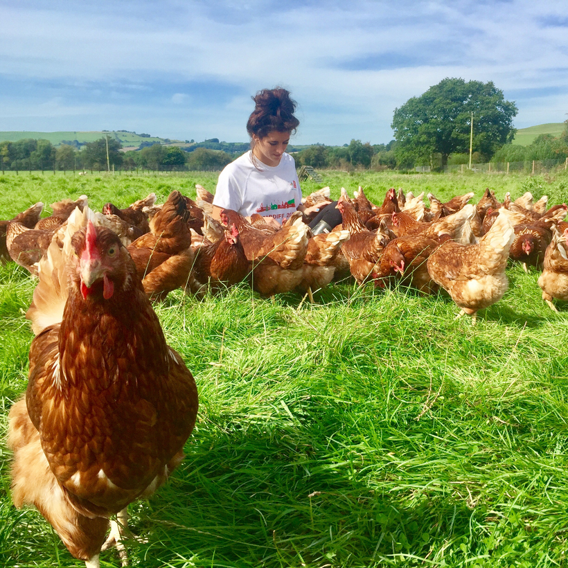 Ystwyth Valley Eggs