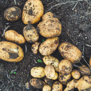 Setana Potatoes (1kg)