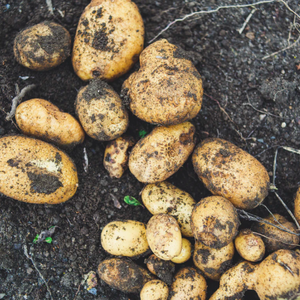 Pembrokeshire New Potatoes (1kg)