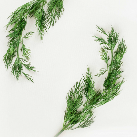 Dill