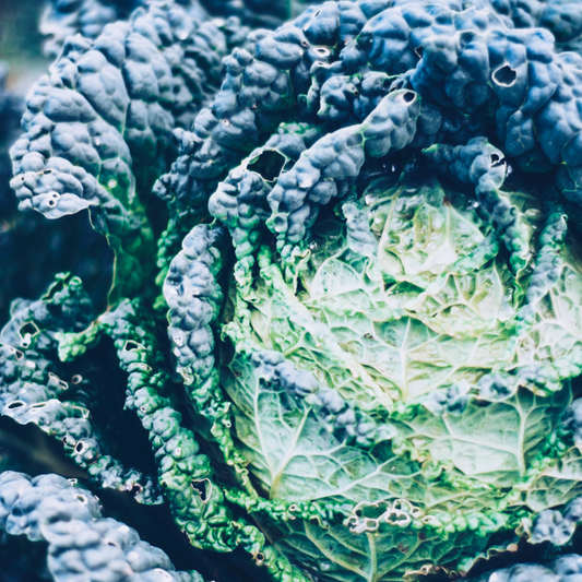 Savoy Cabbage