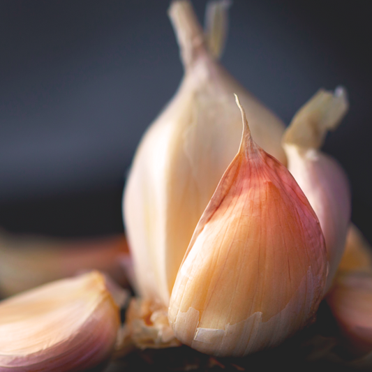Garlic x 3
