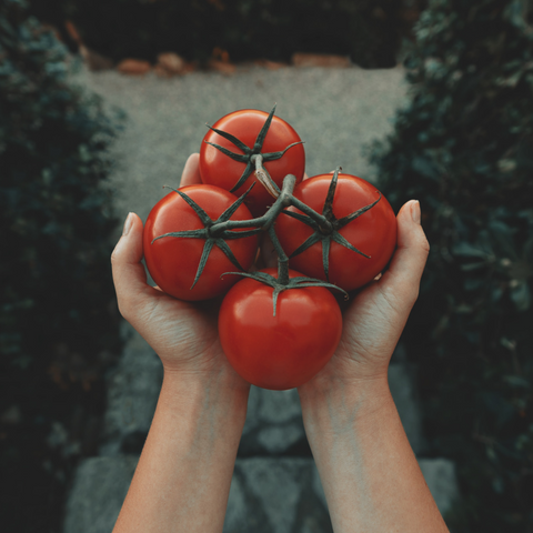 Vine Tomatoes (500g)
