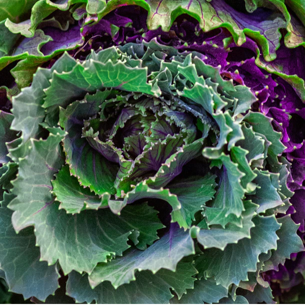 January King Cabbage