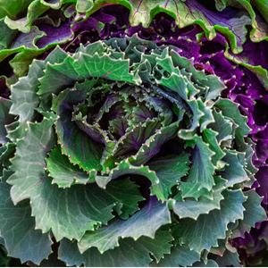 January King Cabbage