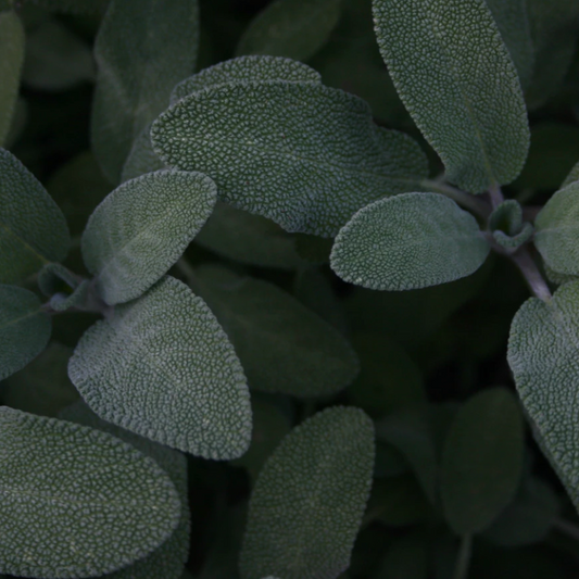 Sage Pack