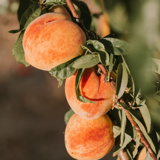 Flat Peaches 500g